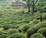 名山天气预报30天